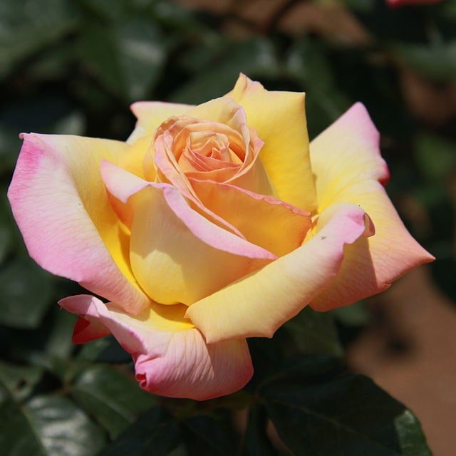 Misty Pink Rose