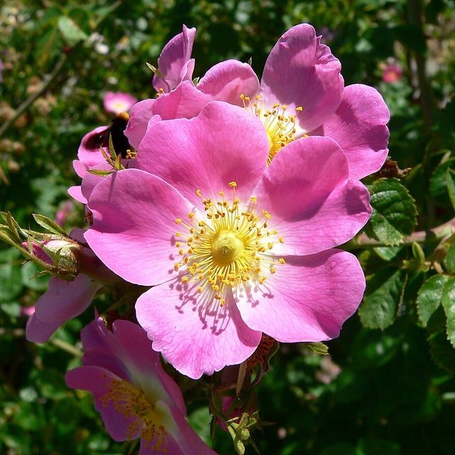 Sunset Coral Rose