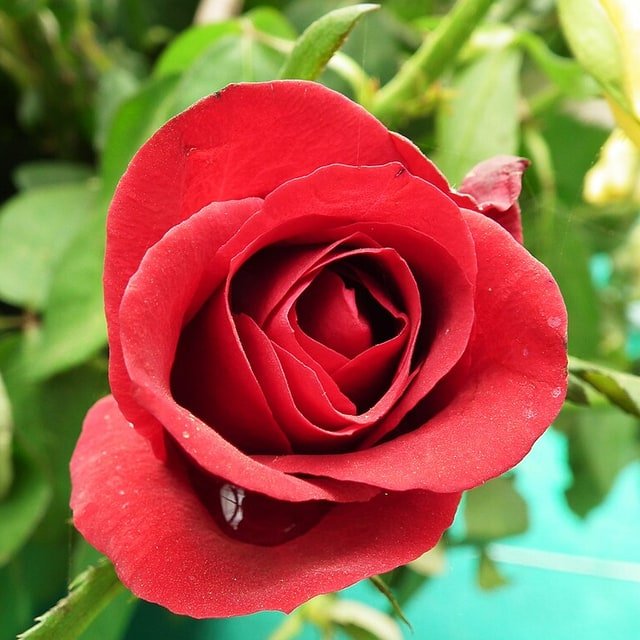 Ruby Classic Rose