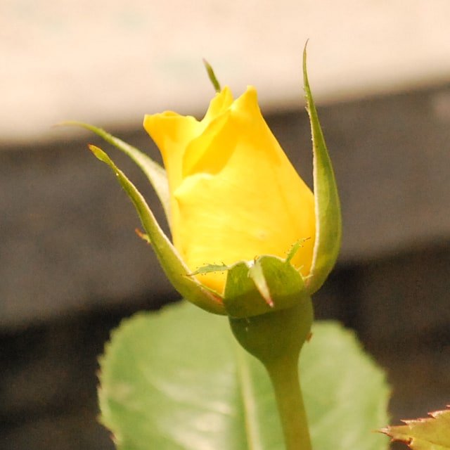 Honey Antique Rose