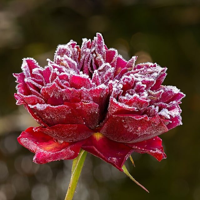 Lilac Spray Rose