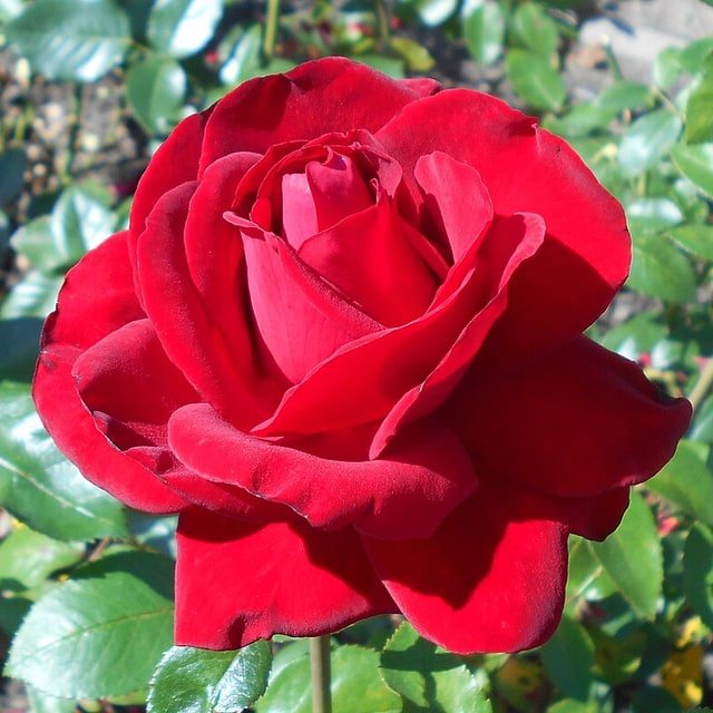Champagne Garden Rose