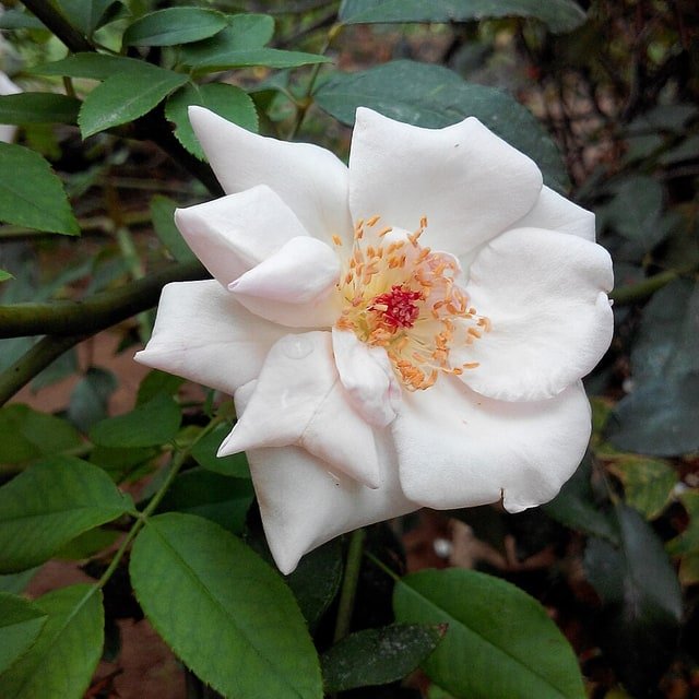 Ivory Heritage Rose