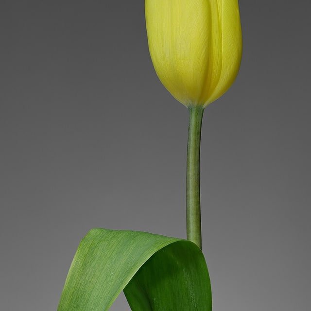 Canary Tulip Bunch