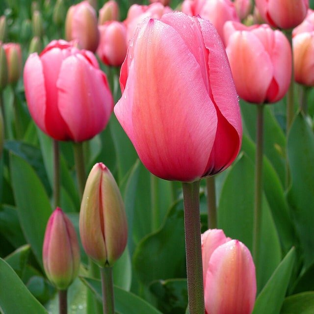 Amber Fringed Tulip