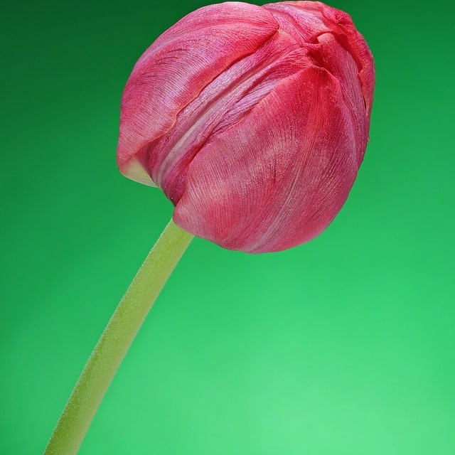 Peach Darwin Tulip