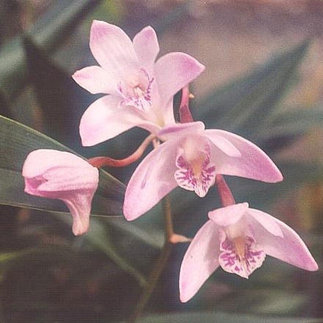 White Dendrobium Branch