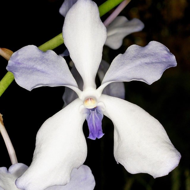 Sky Vanda Bloom