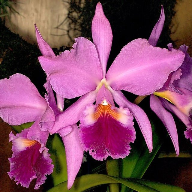 Pink Cattleya Petal