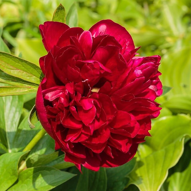 About garden-cut peonies