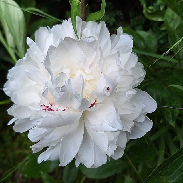 Cream Peony Cup