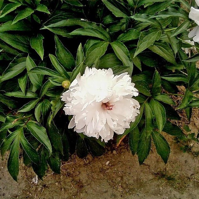 Coral Peony Globe