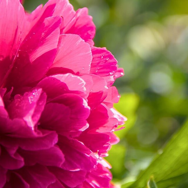Lemon Peony Bloom