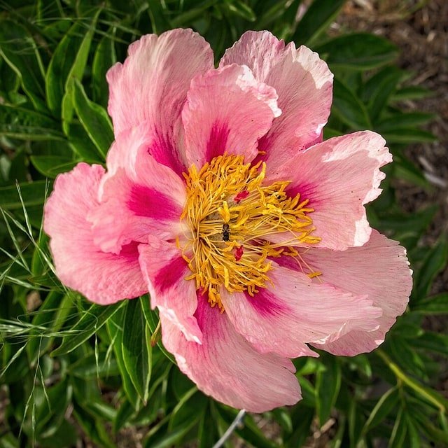 Wine Peony Bloom