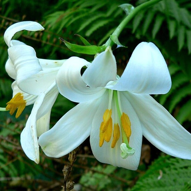 Snow Casablanca Lily
