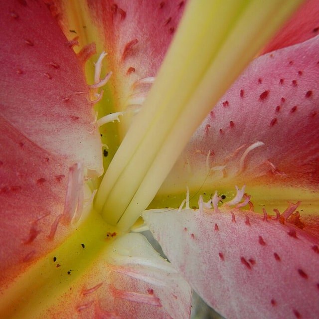 Blush Oriental Lily