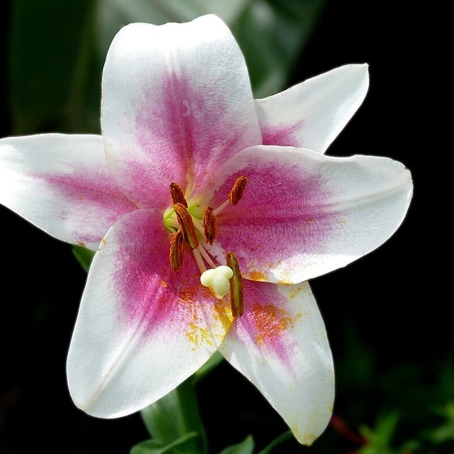 Golden Asiatic Lily
