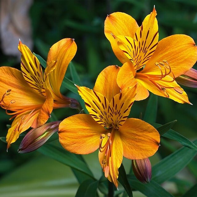 Red Alstroemeria Stem