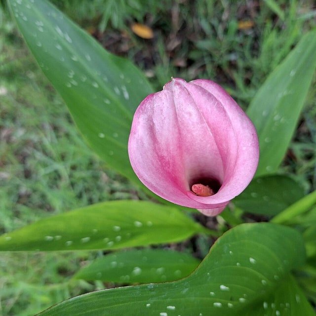 Peach Calla Lily