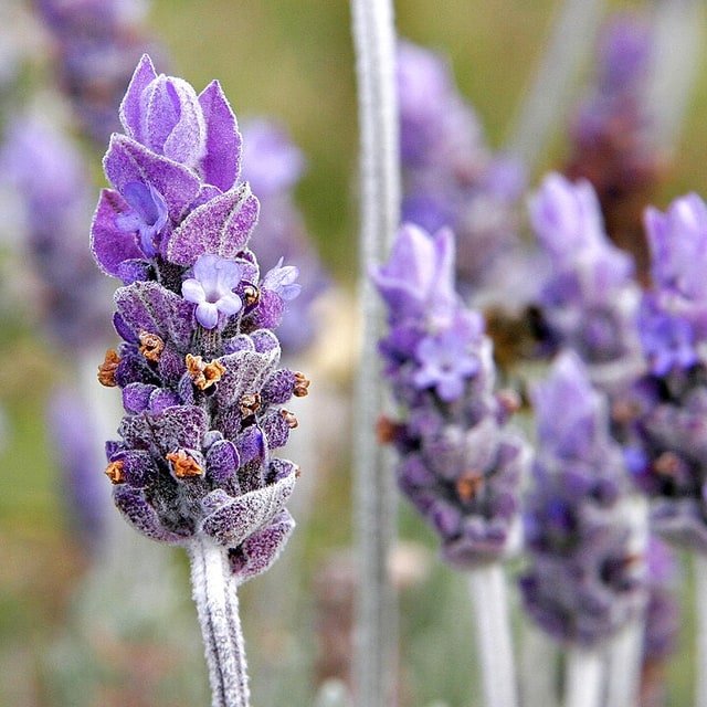 Lavender Wild Bundle