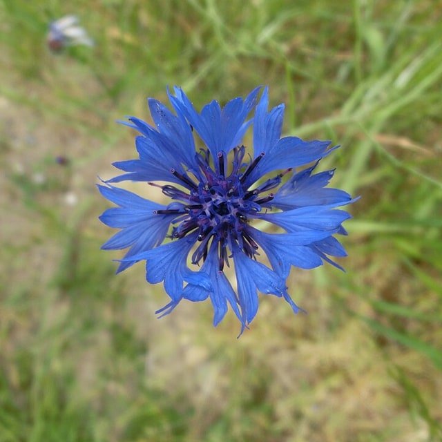 Blue Cornflower Mix