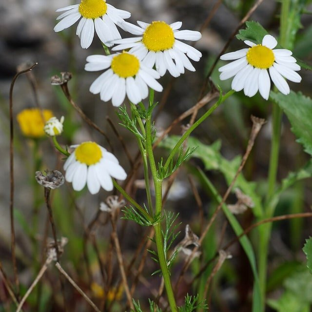 Chamomile Field Mix