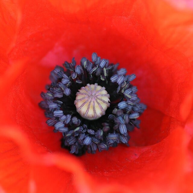 Red Poppy Selection