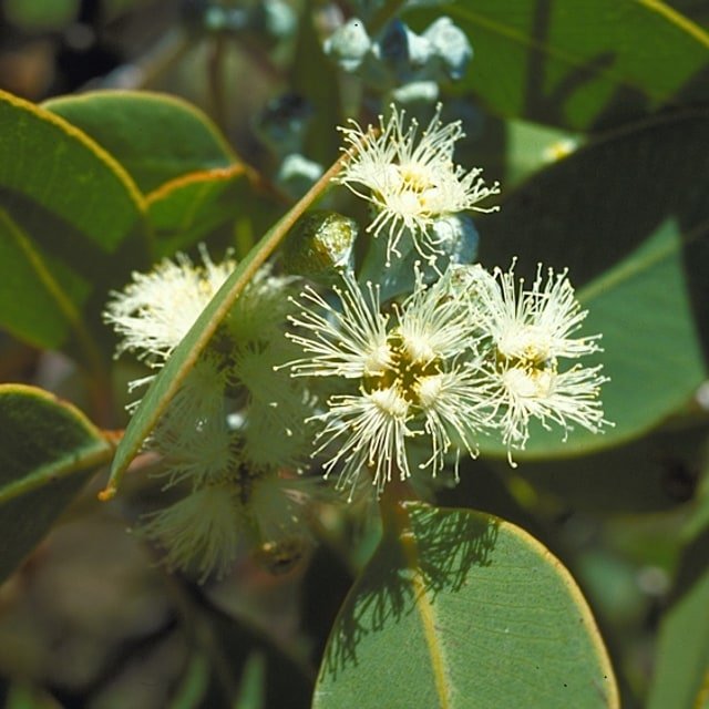 Silver Eucalyptus Stem