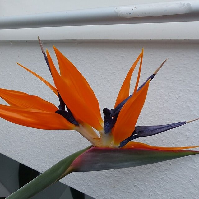 Paradise Bird Stem