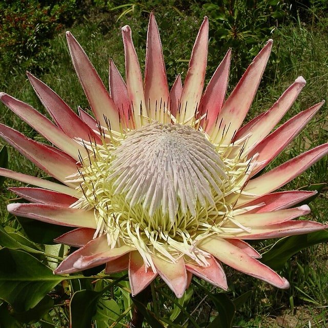 King Protea Bloom