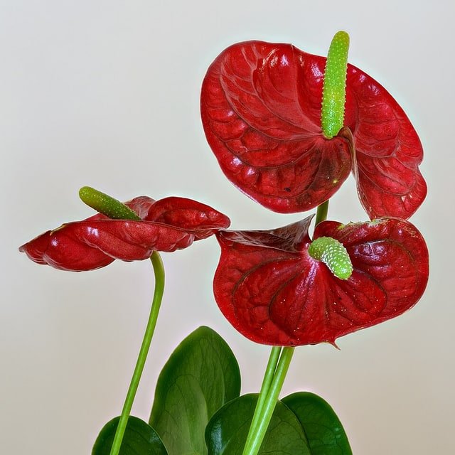 Red Anthurium Heart