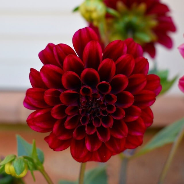 Dinner Plate Dahlia