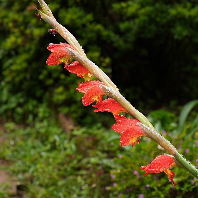 Gladiolus Sword Stem
