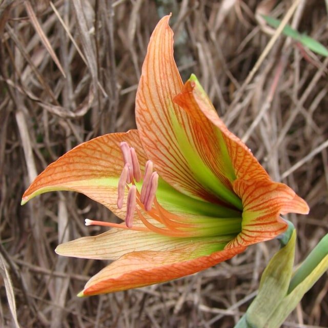 Red Amaryllis Spike