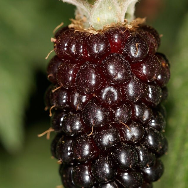Boysen Hybrid Berry
