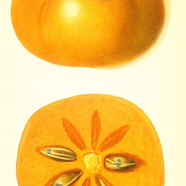 Fuyu Non Astringent Persimmon