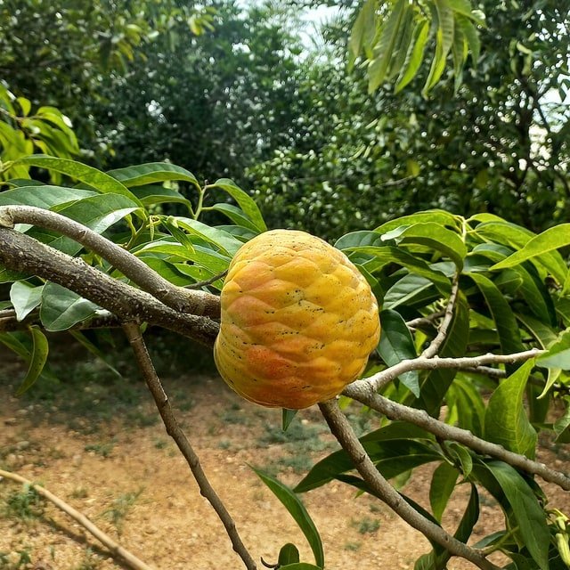 Custard Sitaphal