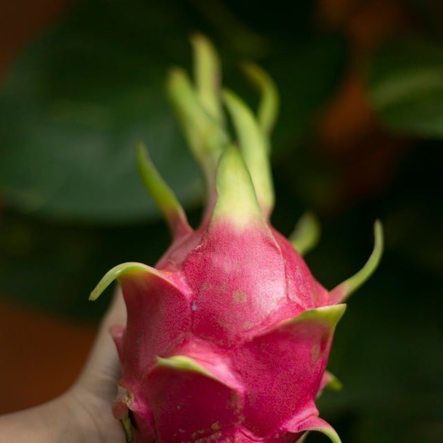 White Dragon Pitaya